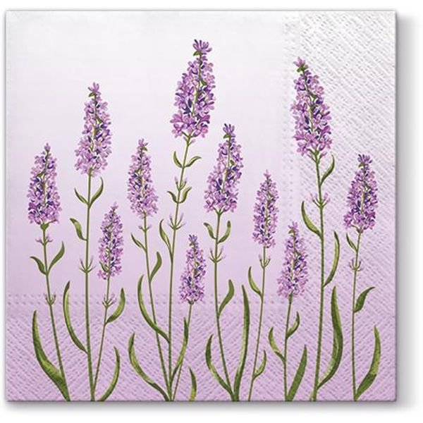 lavender-field.jpg